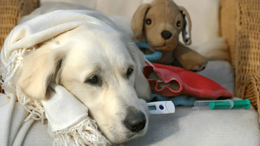 ¿Cómo elegir el mejor supresor de la tos para perros?