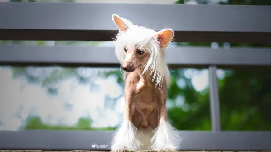 Chinese Crested Dogs: Unknown Legacy