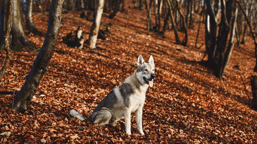Czechovalakian Vlack (Wolfdog) Breed Info & Facts