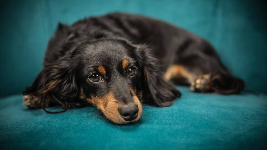 Can Dogs Get Hiccups?