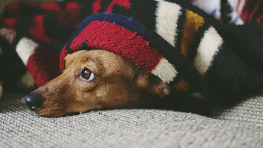 List of Dachshund Rescues [2023]