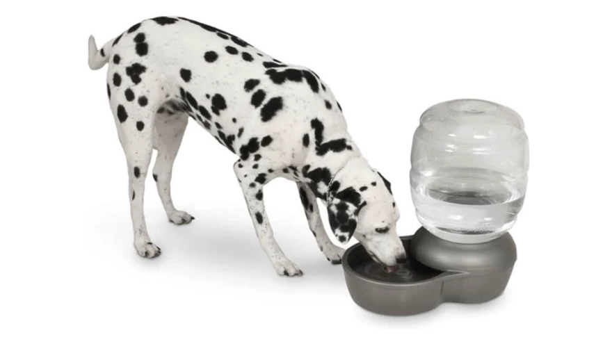 Best Dog Water Dispensers in 2022