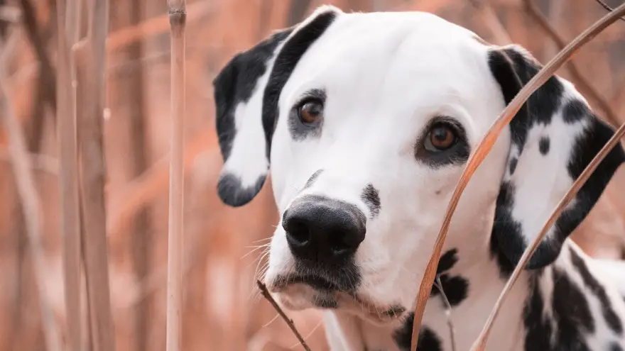 The 5 Best Dalmatian Rescues in the US