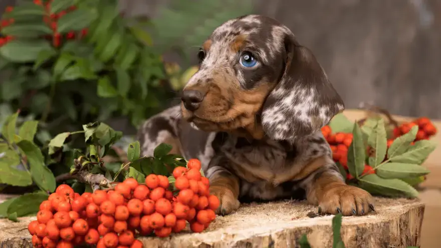 are piebald dachshunds rare