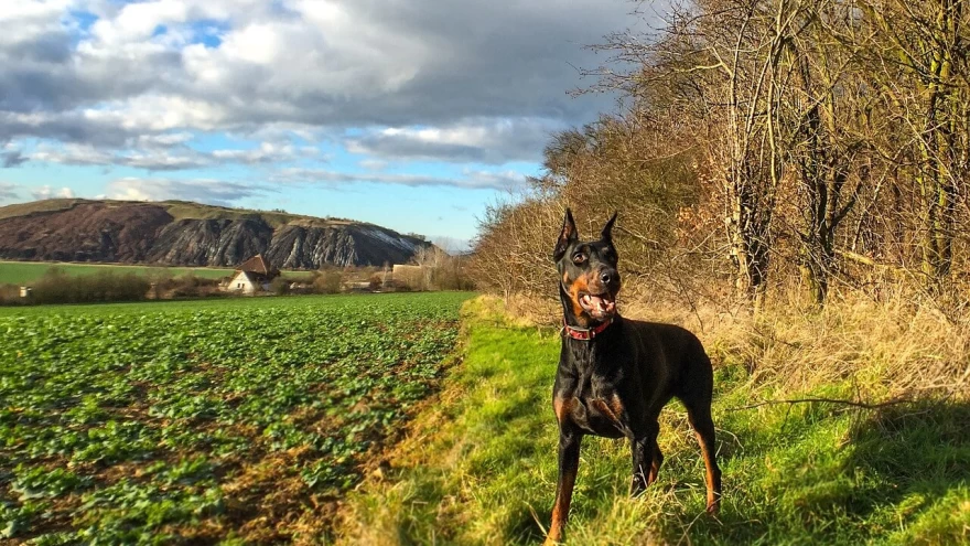 Doberman Through the Eyes of Breeder and Owner