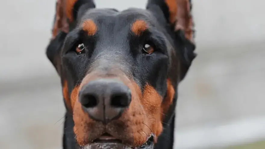 what is the best food for doberman puppies