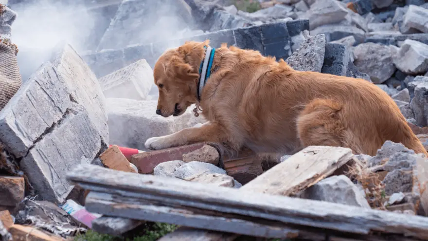 why can dogs feel earthquakes before humans