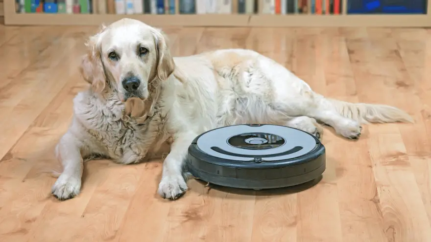 What Is The Best Vacuum For Pet Hair?