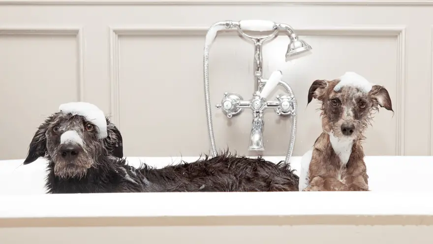 Koliko često bi trebali kupati svog psa?