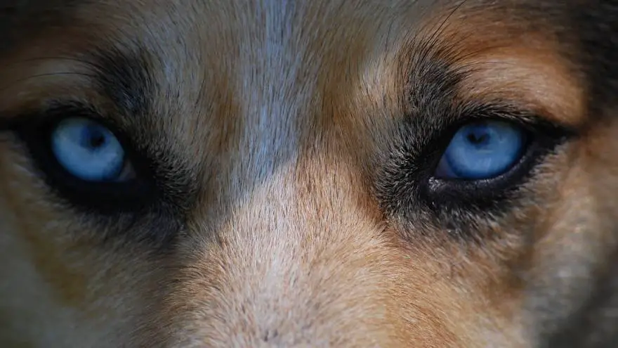 The 10 Dog Breeds With Blue Eyes