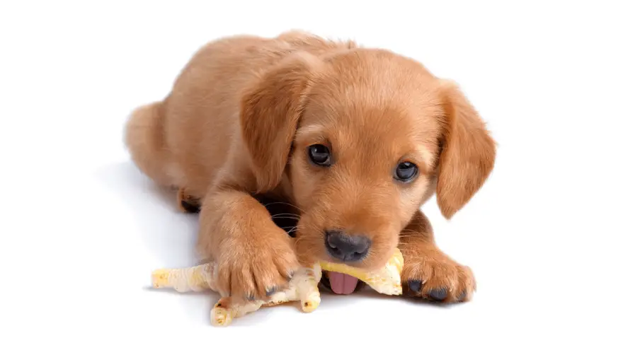 Pileće nogice za pse - jesu li dobre i treba li ih pas jesti?