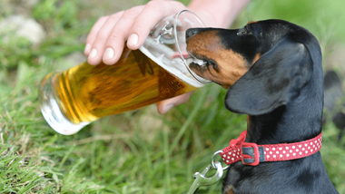 how much beer gets a dog drunk