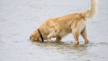 what happens if dogs drink salt water