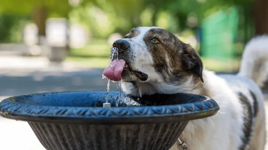 The Best Dog Water Fountains