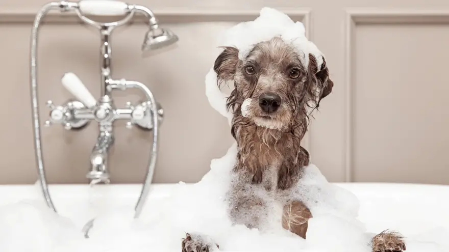 Kako postati groomer pasa?