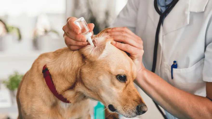 Dog Ear Infection - Causes, Treatments & Prevention