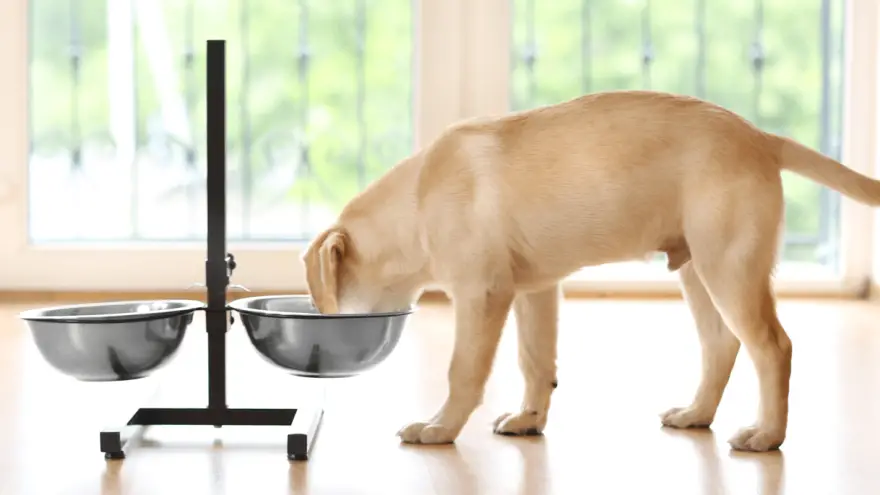 Elevated Dog Bowls - Best Choices in 2022