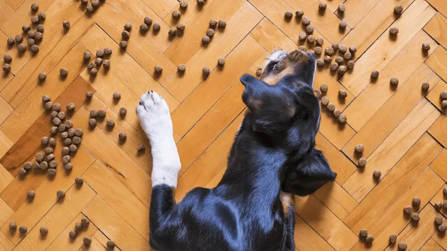 Best Dry Dog Food for Your Dog in 2022