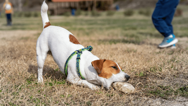 what happens if our dog eats a rock