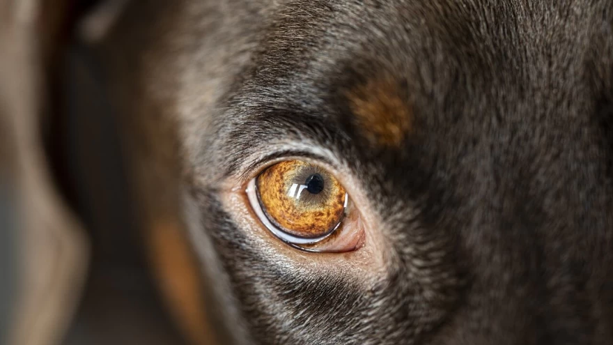 Horner's Syndrome in Dogs - What is it & How is it Treated