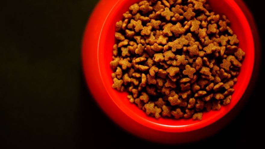 Top 3 Best & Cheap Dog Food