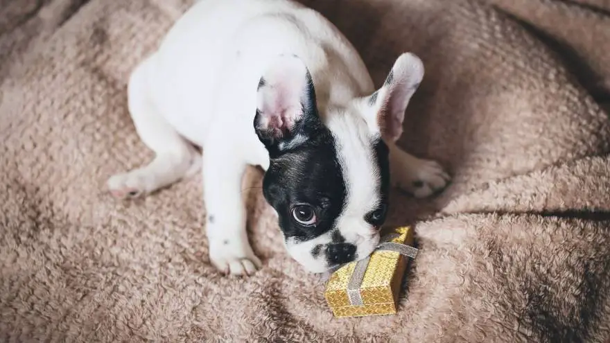 Best Gifts for Dog Lovers & Their Dogs