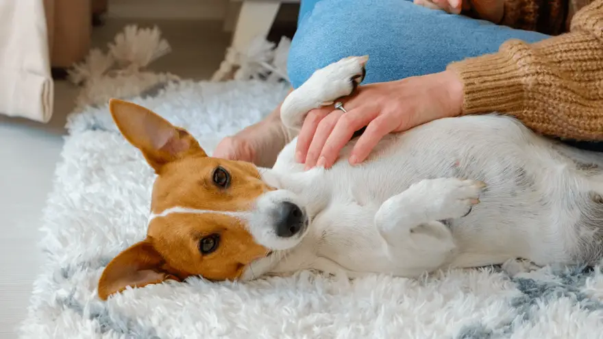 Why Do Dogs Love Belly Rubs? Here’s What Experts Say