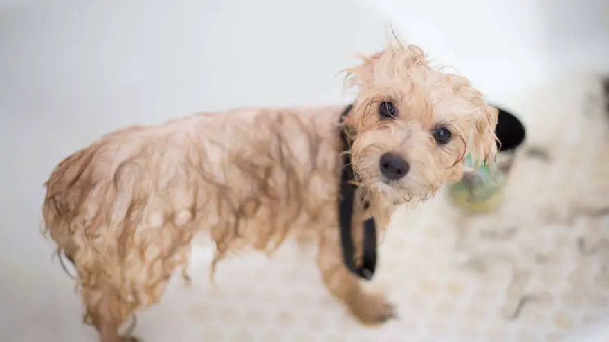 Why Dog Grooming is so Important?