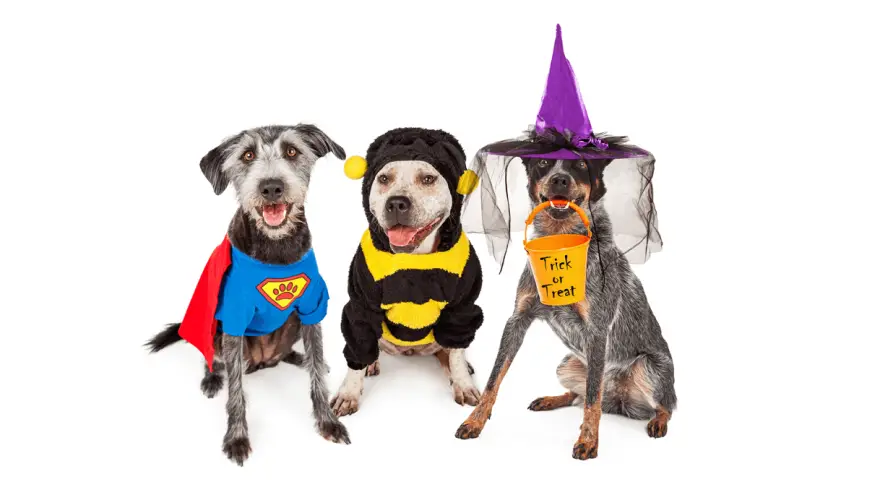 Dog Halloween Costumes for 2023