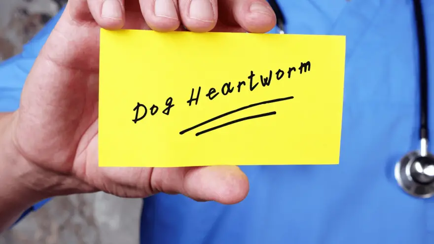 Which Heartworm Medicine Should You Pick