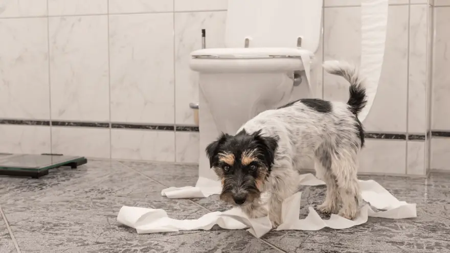 11 Possible Reason Why Do Dogs Follow You To The Bathroom