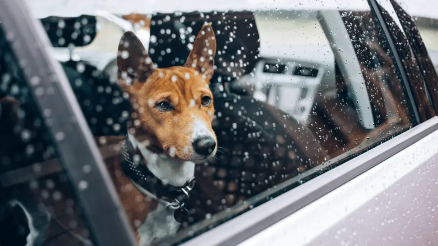 Can I Leave My Dog in the Car in the Winter?