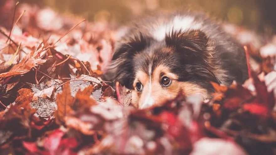 Tetanus in Dogs: Types, Symptoms, Treatment & Prognosis