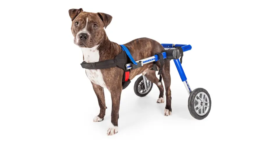 How to Choose The Best Dog Wheelchair?