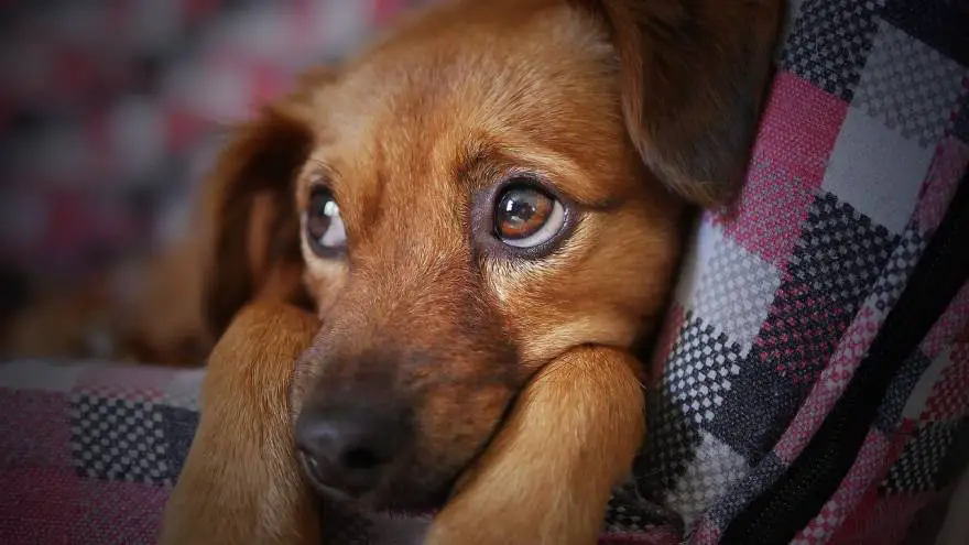 Anemia in Dogs - How to Help Your Dog?
