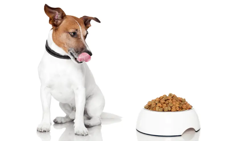 Low Sodium Dog Food [2022 Review]