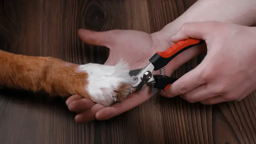 can you trim dog nails with scissors
