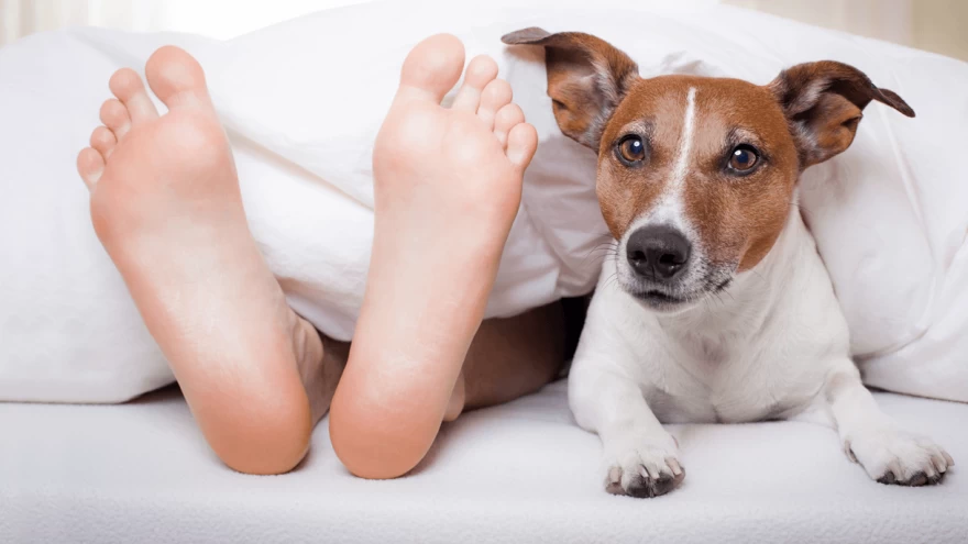 Why do Dogs Lick Feet