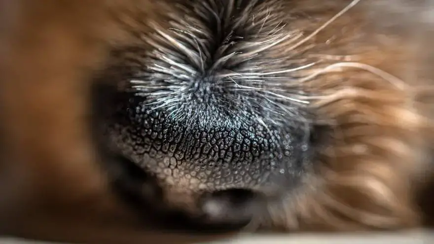 how do i know if my dog has nose mites