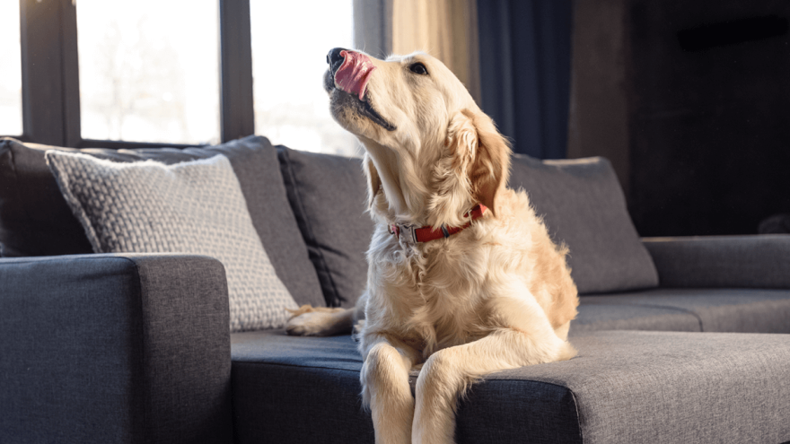 4 razloga zašto psi ližu kauč i kako zaustaviti to ponašanje