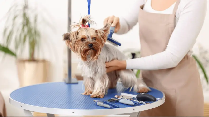 Best Dog Grooming Tables