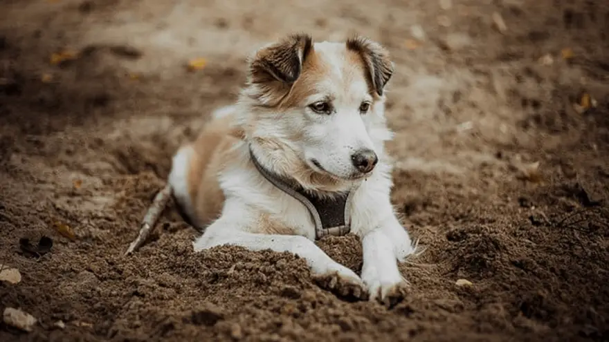 The 5 Best Stool Softeners for Dogs