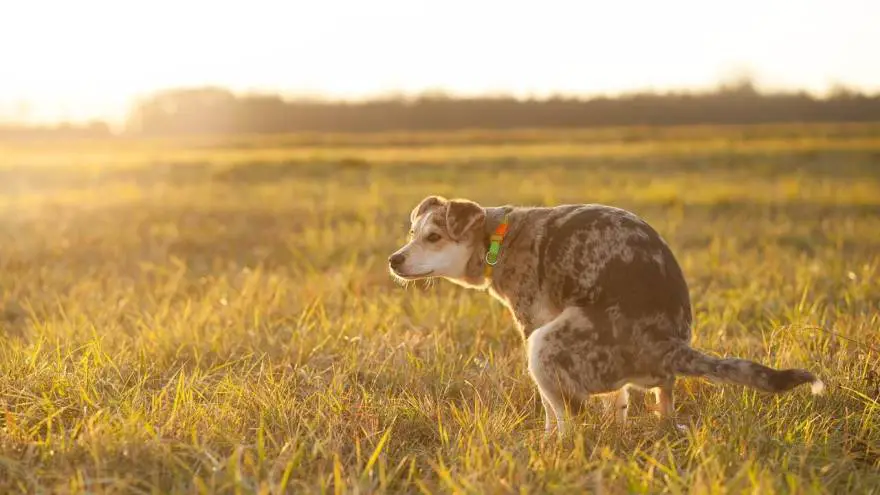 How to Make a Dog Poop Quickly?