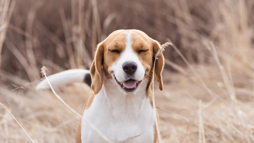 Zašto dolazi do obrnutog kihanja kod pasa?