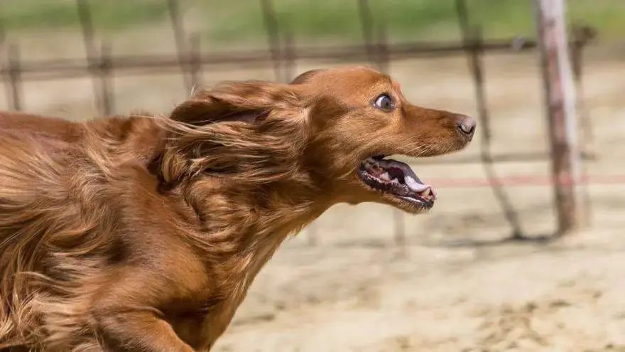 Why Does My Dog Run Away? 6 Possible Reasons - World Dog Finder Why Does My Dog Run Away? 6 Possible Reasons - World Dog Finder