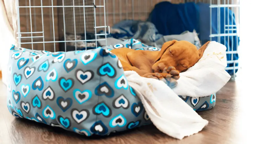 3 Best Large Dog Crate For You To Choose