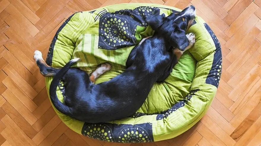 Best Dog Beds in 2022