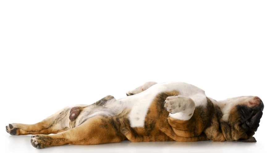 4 razloga zašto psi spavaju na leđima