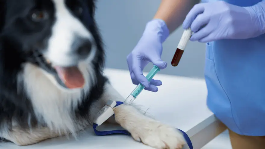 What Is Titer Test For Dogs?