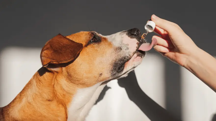 Are Essential Oils Bad for Dogs?